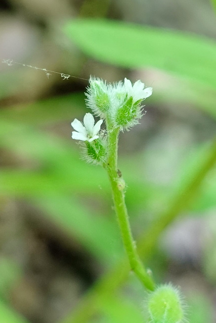 Myosotis macrosperma