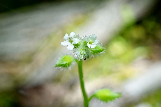 Myosotis macrosperma