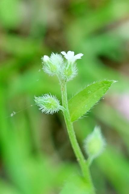 Myosotis macrosperma