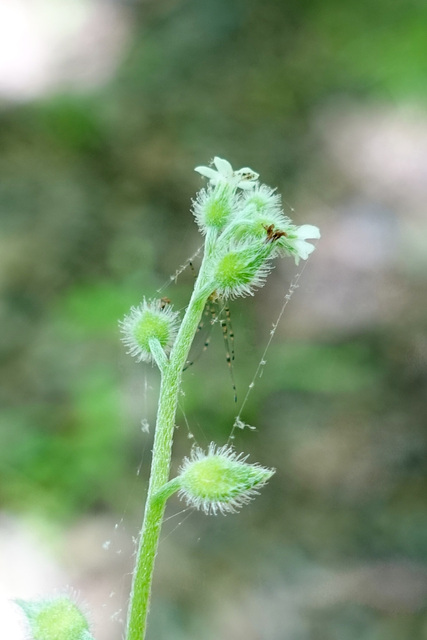 Myosotis macrosperma