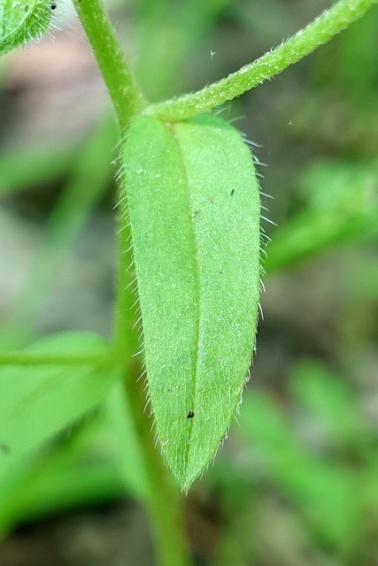 Myosotis macrosperma - leaves