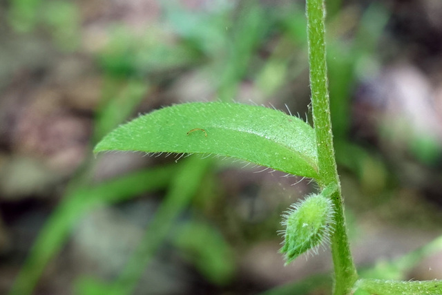 Myosotis macrosperma - leaves