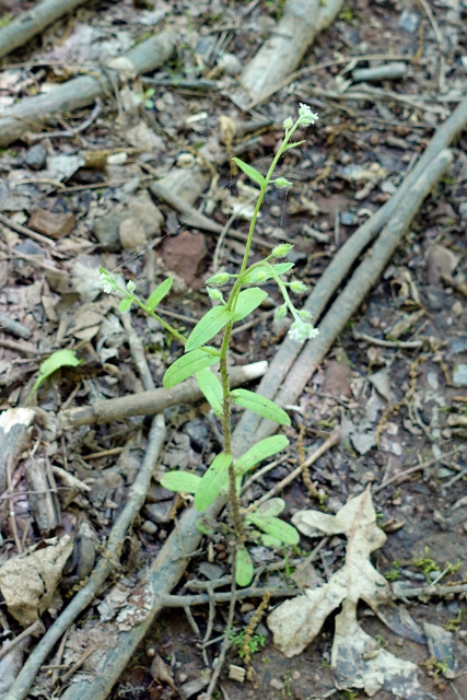 Myosotis macrosperma - plant