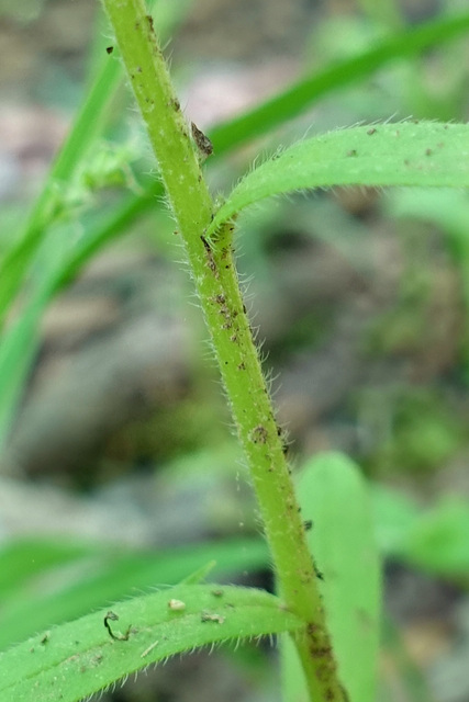 Myosotis macrosperma - stem