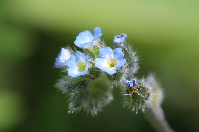 Myosotis ramosissima