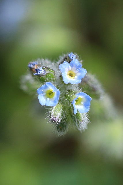 Myosotis ramosissima