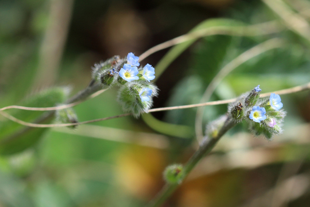 Myosotis ramosissima