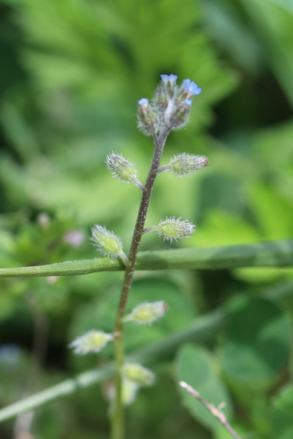 Myosotis ramosissima - fruit