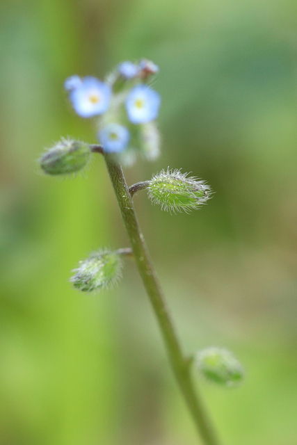 Myosotis ramosissima - fruit