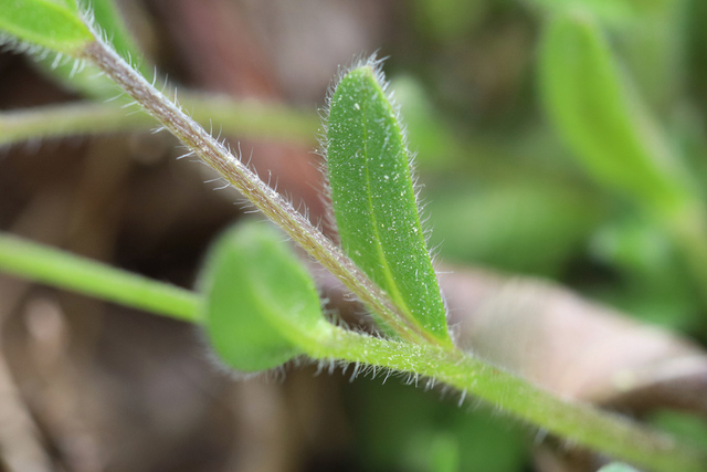 Myosotis ramosissima - leaves