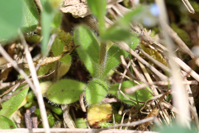 Myosotis ramosissima - leaves