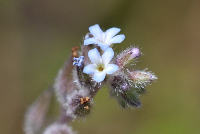 Myosotis stricta