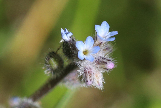 Myosotis stricta