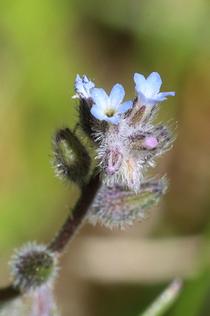 Myosotis stricta