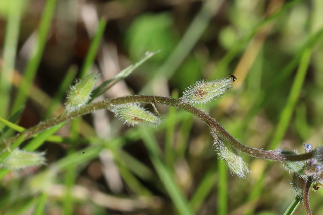 Myosotis stricta - fruit