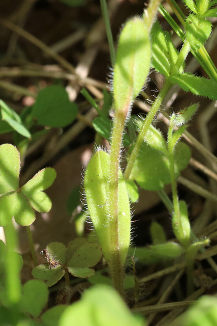 Myosotis stricta - leaves