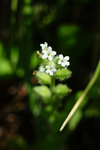 Myosotis verna