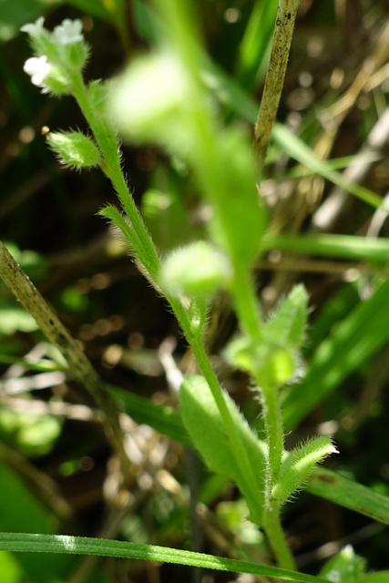 Myosotis verna - stem