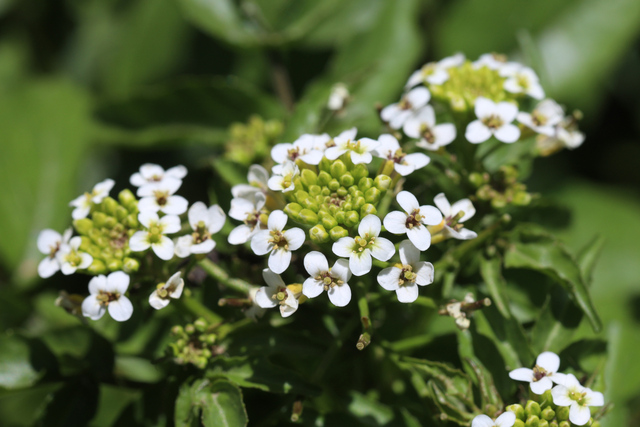 Nasturtium officinale