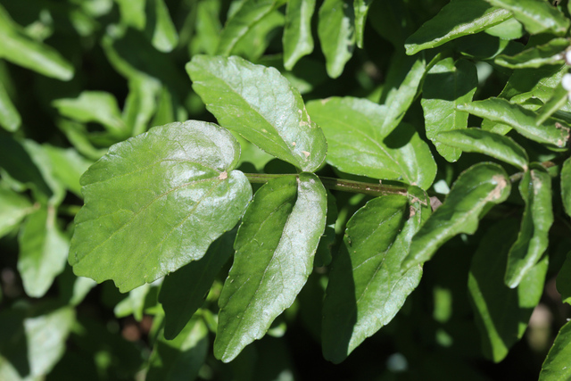 Nasturtium officinale - leaves