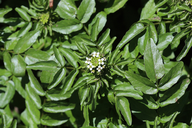 Nasturtium officinale - plants