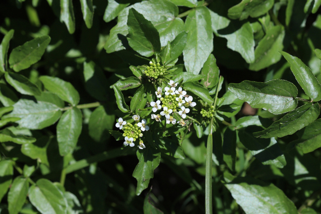 Nasturtium officinale - plants