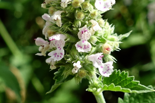 Nepeta cataria