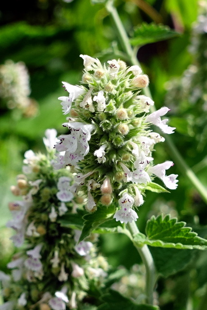 Nepeta cataria