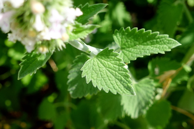 Nepeta cataria - leaves