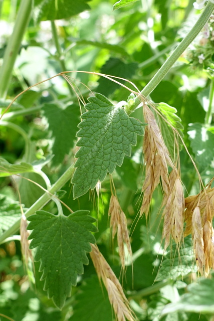 Nepeta cataria - leaves