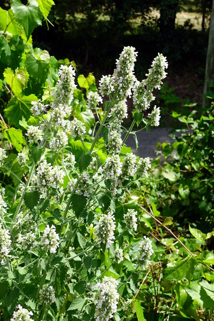 Nepeta cataria - plants