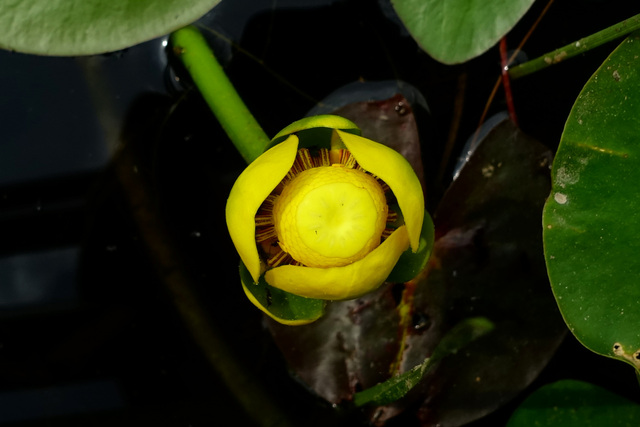 Nuphar advena