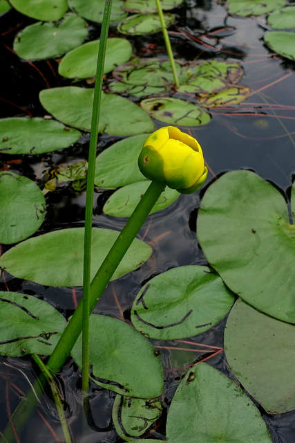 Nuphar advena