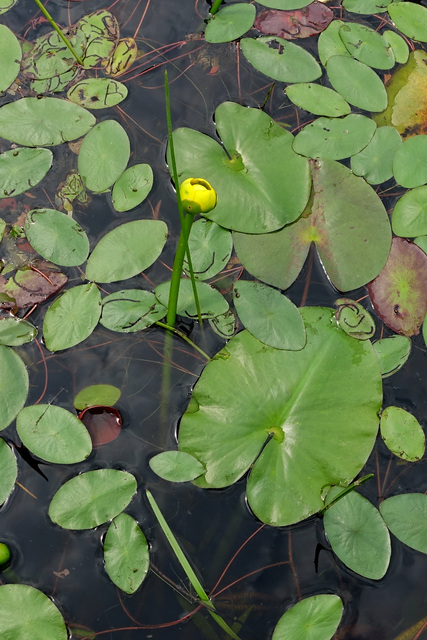 Nuphar advena