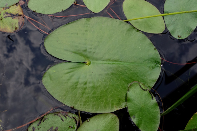 Nuphar advena - leaves