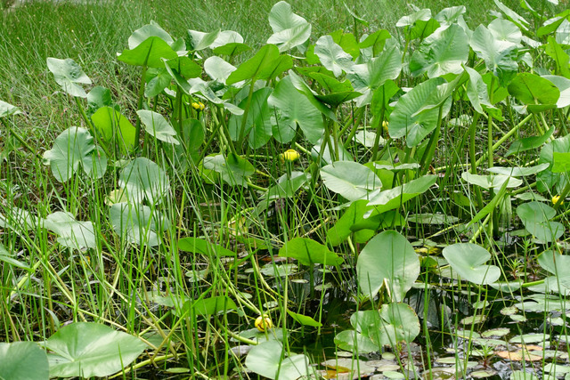 Nuphar advena - plants