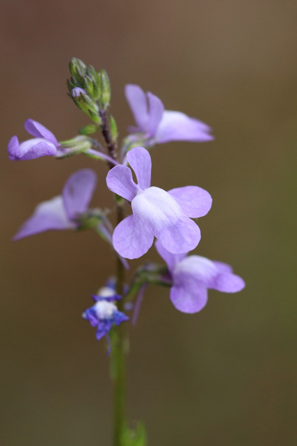 Nuttallanthus canadensis