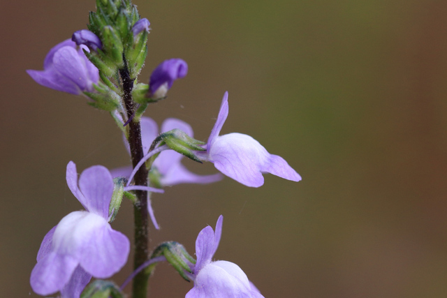 Nuttallanthus canadensis