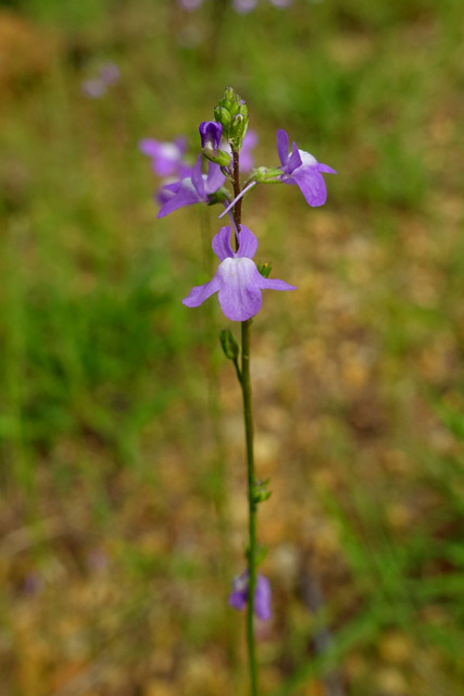 Nuttallanthus canadensis