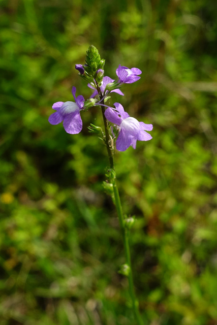 Nuttallanthus canadensis
