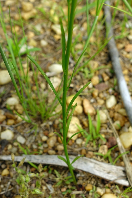 Nuttallanthus canadensis - leaves