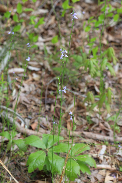 Nuttallanthus canadensis - plants