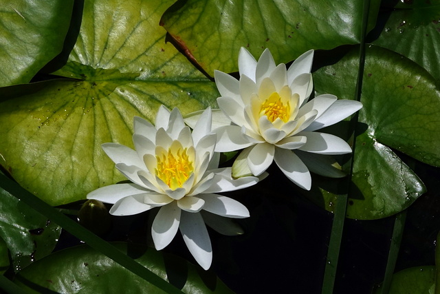 Nymphaea odorata