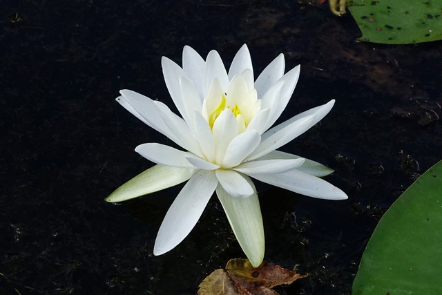 Nymphaea odorata