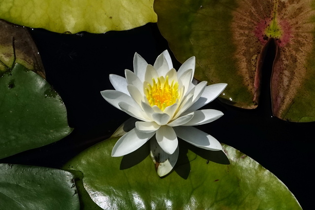 Nymphaea odorata