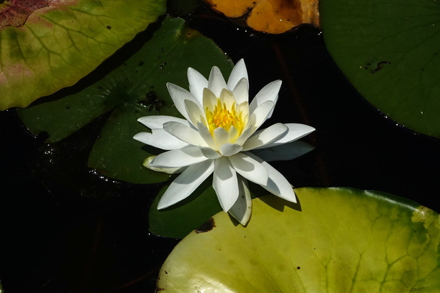 Nymphaea odorata