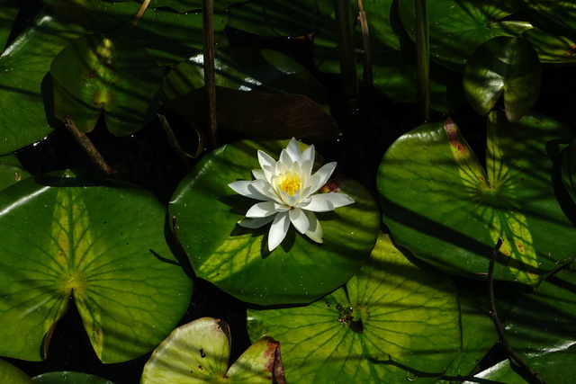 Nymphaea odorata