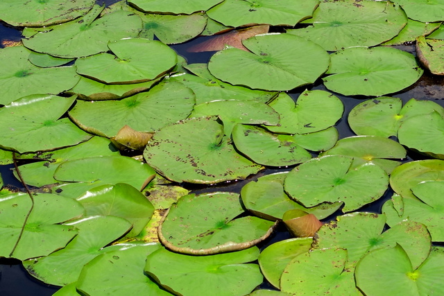 Nymphaea odorata - leaves