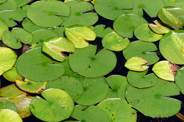 Nymphaea odorata - leaves