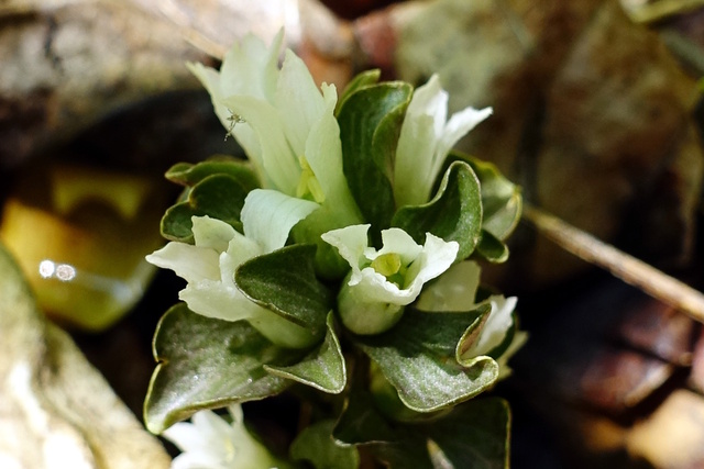 Obolaria virginica